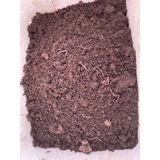 Phân Trùn Quế từ phân bò NGUYÊN CHẤT (Túi 1kg)