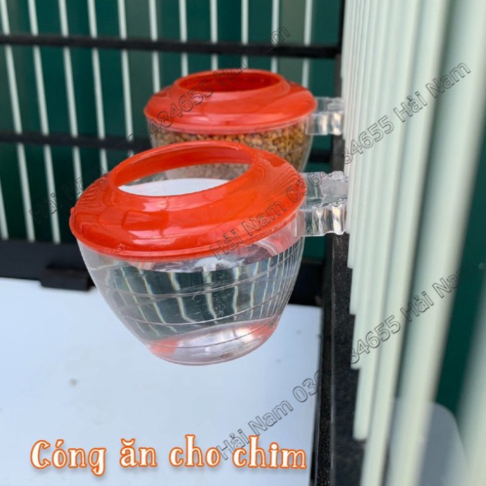 Cóng ăn cho chim , cóng chim chào mào