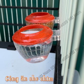 Cóng ăn cho chim , cóng chim chào mào