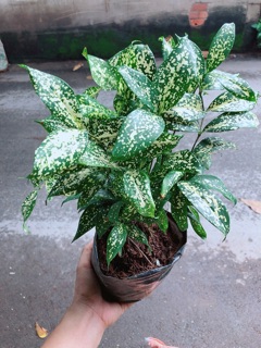 Trúc Nhật Đốm