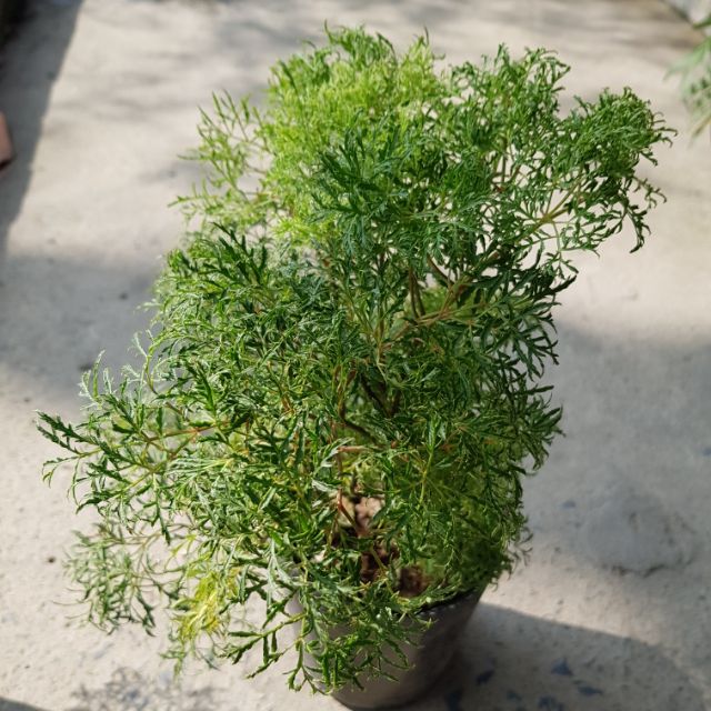 Đinh Lăng Lá Nhỏ (đinh lăng nếp)
