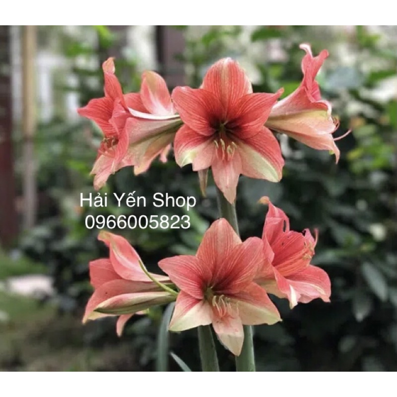 Củ Giống Hoa Lan Huệ Tây_1 củ