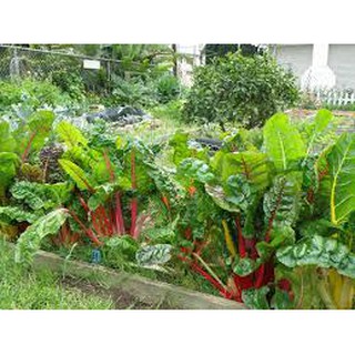 HẠT GIỐNG CẢI BẢY MÀU GÓI 100 HẠT