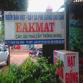 Cây giống Chuối Đỏ Dacca .