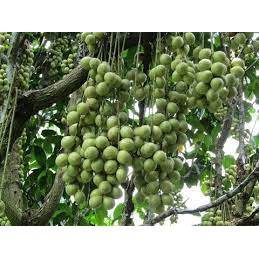 Cây giống dâu da xanh trái tròn