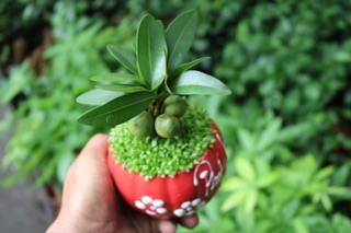 Chậu sứ Phát Tài cây may mắn