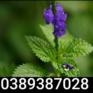 CHUẨN combo 5 cây đuôi chuột giống
