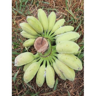 CÂY GIỐNG CHUỐI SÁP NGHỆ