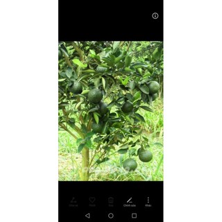 CÂY GIỐNG CAM SÀNH