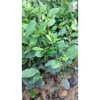 Combo 10 Cây Giống Trà Xanh - Chè Xanh + Tặng 02 cây nhót ngọt