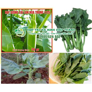 Sale off Hạt giống cải làn hoa trắng cực đẹp.