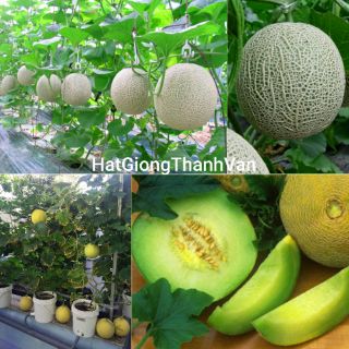 20 HẠT DƯA LƯỚI