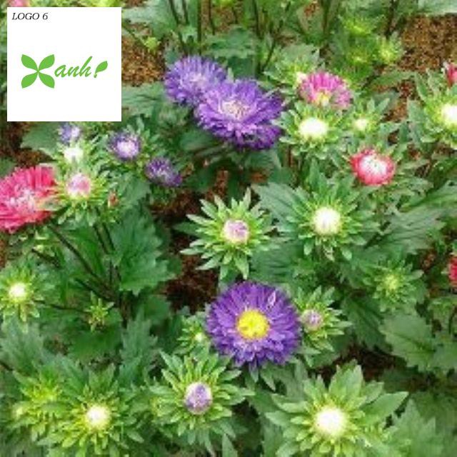Gói 50 hạt giống hoa cúc magic- cúc Đài loan - Mix màu (Callistephus chinensis
