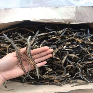 Tảo Xoắn Chi Lê