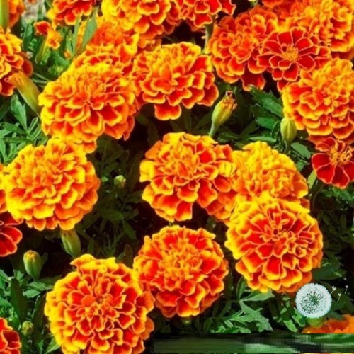HẠT GIỐNG HOA VẠN THỌ BAN MAI HN 05 - GÓI 1 GRAM