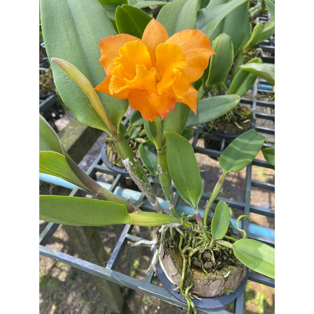 Lan Cattleya Bông Vàng Đậm