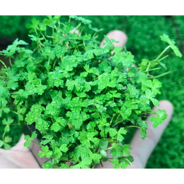 Rau má hương terrarium, thuỷ sinh, bán cạn hủ 10cm