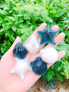 combo 25 Hạt hoa đậu biết