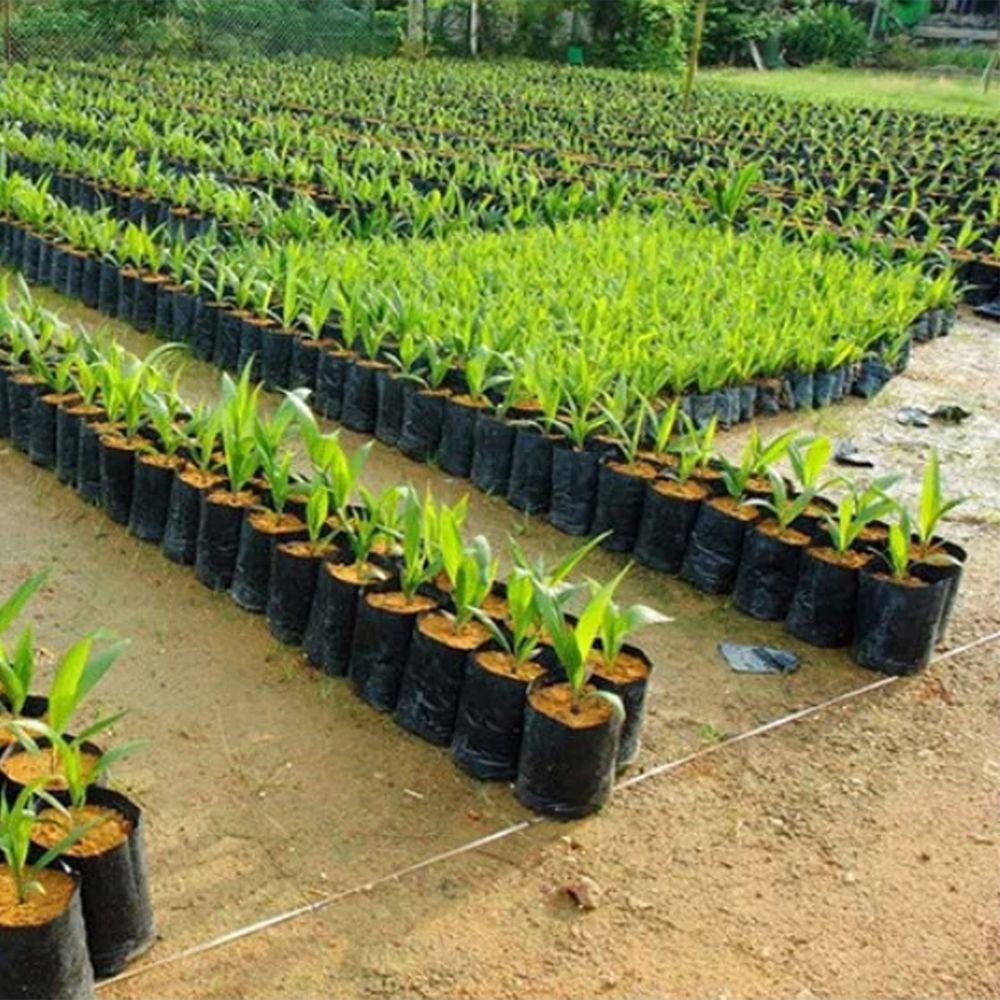 Set 200 Túi Nhựa Trồng Cây 200 Lỗ Thoáng Khí