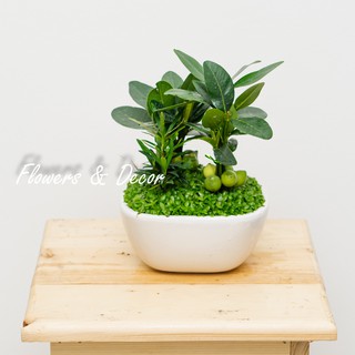 Cây Tài Lộc Phong Thủy (𝙂𝙞𝙖𝙤 𝙝𝙖̀𝙣𝙜 𝙨𝙞𝙚̂𝙪 𝙩𝙤̂́𝙘 1𝙝)