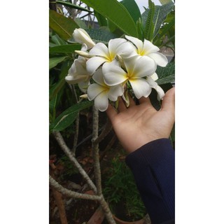 cây sứ đại trăng bông thơm