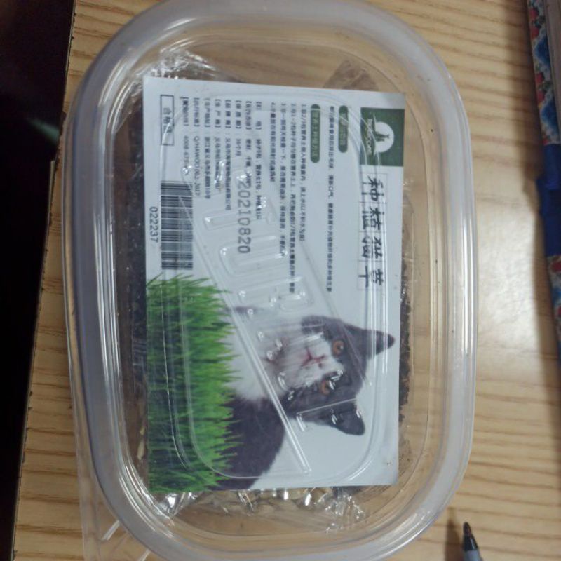 Cỏ lúa mỳ cho mèo