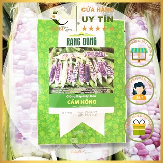 Hạt Giống Bắp Nếp Dẻo Cẩm Hồng gói 5gr Trái Dẻo Ăn Ngon Dễ Trồng