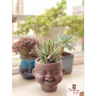 Chậu đất nung - chậu tí súng răng sz trung và nhỏ