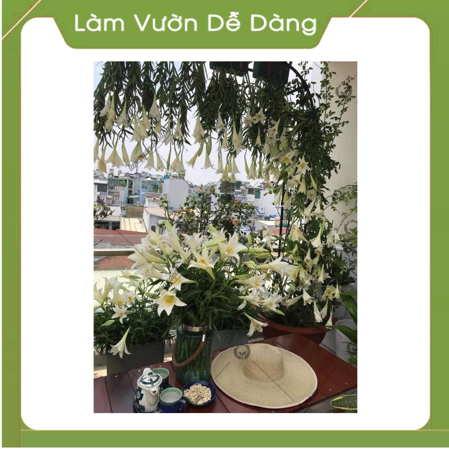 (DEAL SỐC) KHUNG CỔNG VÒM HOA HỒNG LEO DÙNG ĐỂ ĐỠ CÂY CHO HOA HỒNG LEO THÀNH CỔNG VÒM