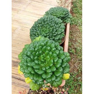 200 HẠT GIỐNG CẢI HOA HỒNG