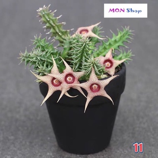 Xương rồng sao biển hoa năm cánh