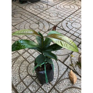 Cây 🌲 giống măng cụt (thái)