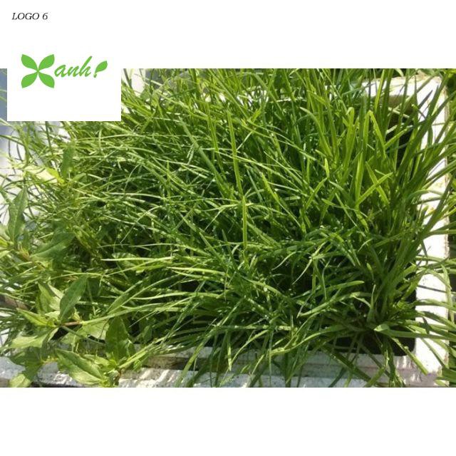 Hạt giống Hẹ Ta 5Gram khoảng 50 hạt