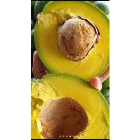 Bơ booth 7 nhà trồng (lâm đồng)5kg. - Nông Sản Sạch