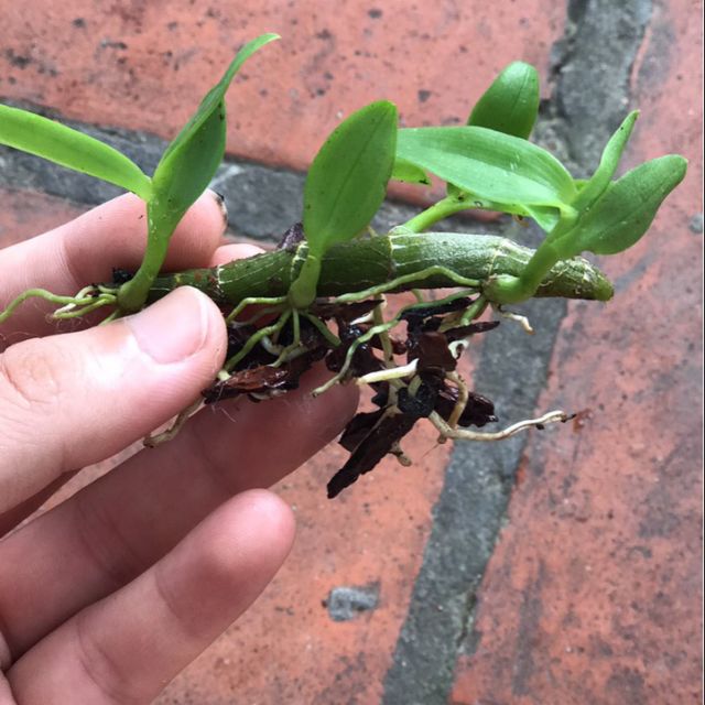 Bên shop e có phi điệp ghép chậu đã thuần cây về chỉ sẵn chăm sóc ra hoa.dành cho những a chị thích chơi lan hãy liên hệ