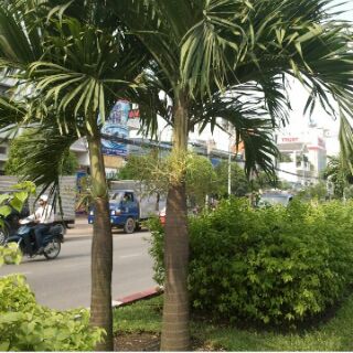 5 Cây Cau Kiểng Giống