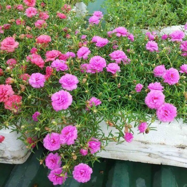 Hạt giống hoa mười giờ mỹ gói 200 hạt. đóng gói bao bì
