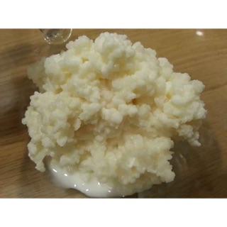 nấm sữa chua kefir tây tạng