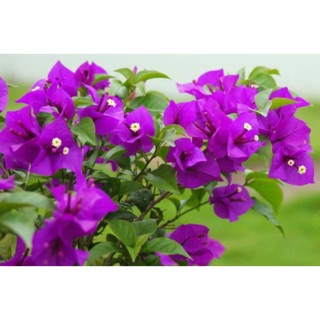 Cây vạn Huê lầu