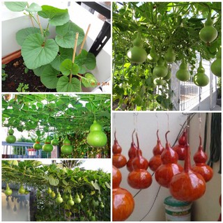 Hạt Giống Bầu Hồ Lô nhập khẩu-  chuyên dụng.
