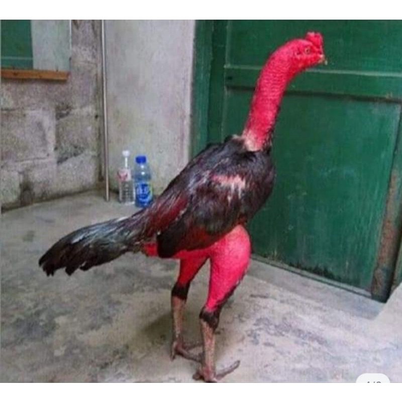 (Kích 3x Sản phẩm kích Lực cho gà trước Đá)  kích 3X cung cấp dinh dưỡng cho gà 7 ngày cuối trước khi đá. lọ 100 viên