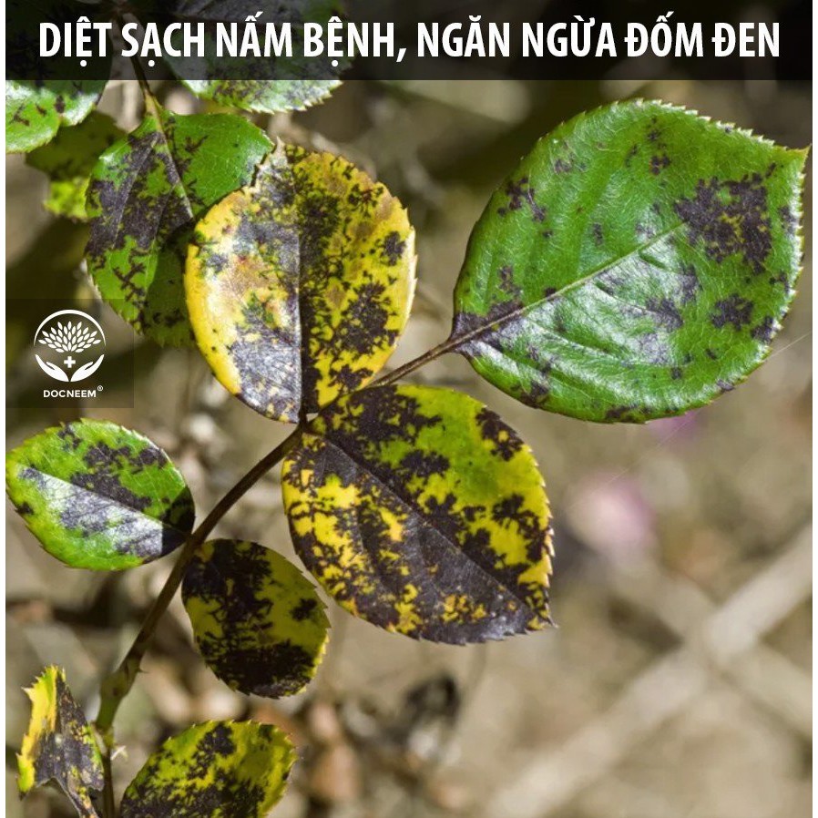 Nano bạc Docneem nguyên chất