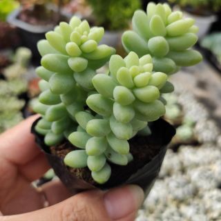 Sen đá chuỗi ngọc sz nhỏ