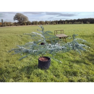 Cây khuynh diệp lá bạc true blue gốc to già tán sum / eucalyptus silver dollar