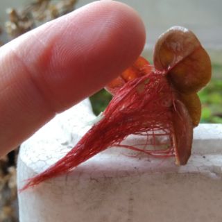 Bèo rễ đỏ thủy sinh