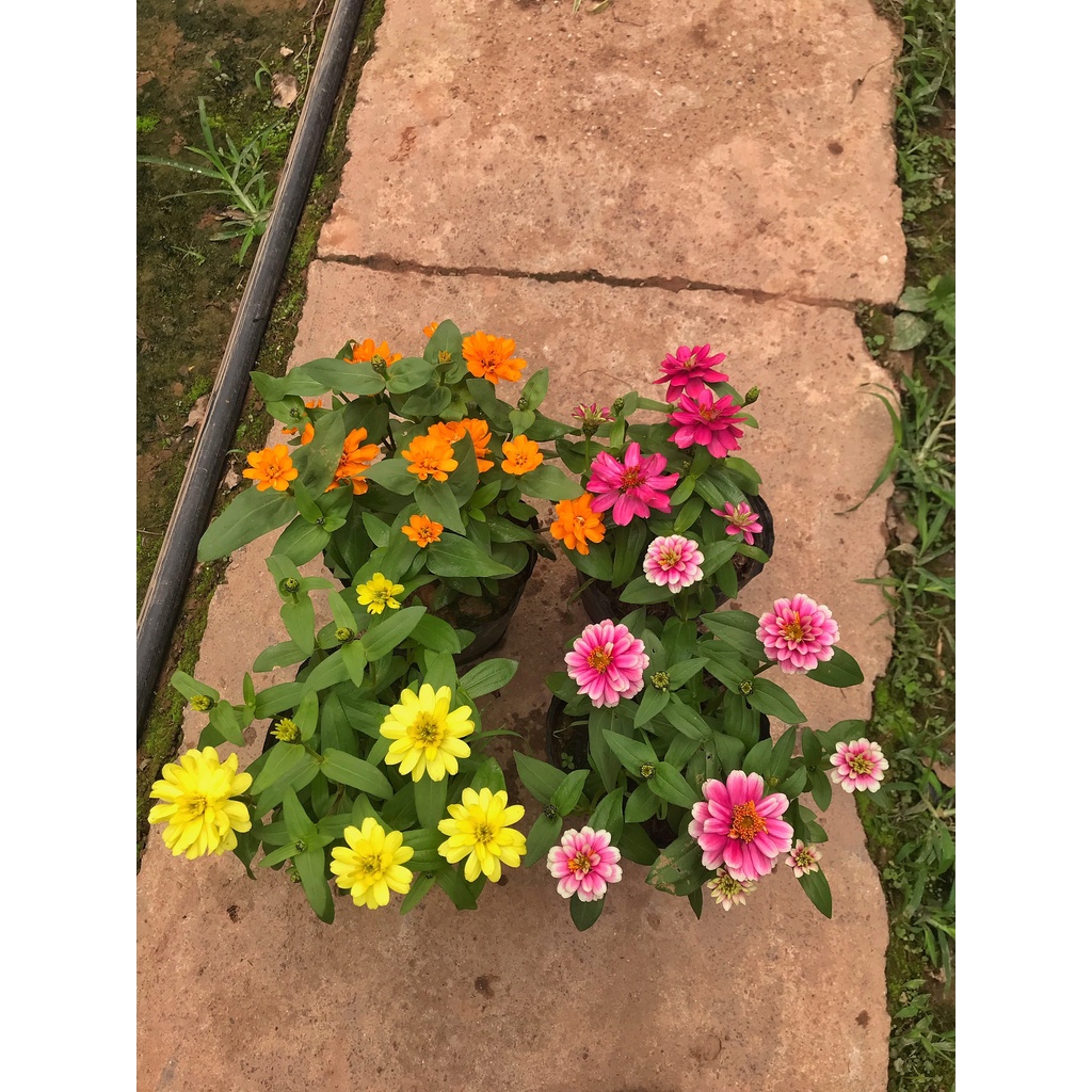 Cây cúc zinnia  cây cao 10-15cm hoa cánh giấy sức sống khỏe dễ trồng, trang trí sân vườn, ban công
