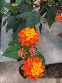 Hoa ngũ sắc