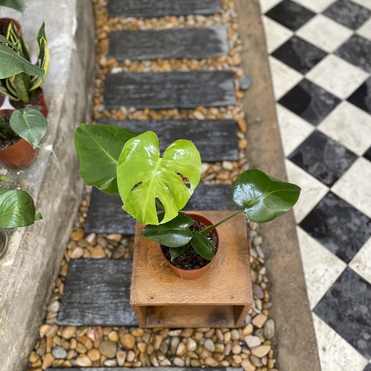 Cây Trầu Bà Monstera deliciosa