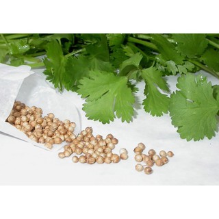 Hạt ngò - Hạt mùi 500g (Thực Thảo)