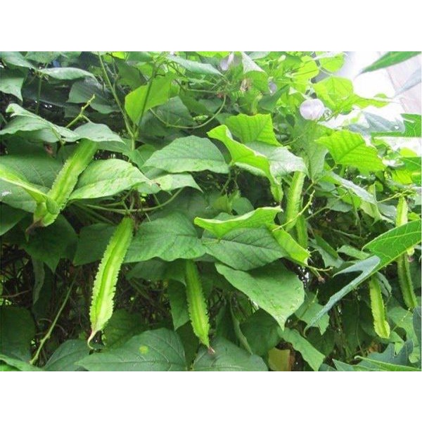 Hạt Giống Đậu Rồng Cao Sản Phú Nông Cho Siêu Trái- Gói 10gr (HPN-051)